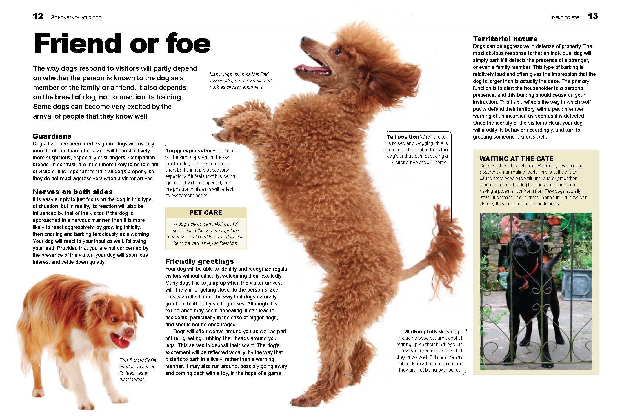 The Dog Decoder: The Essential Guide to Understanding Your Dog's Behavior,Used