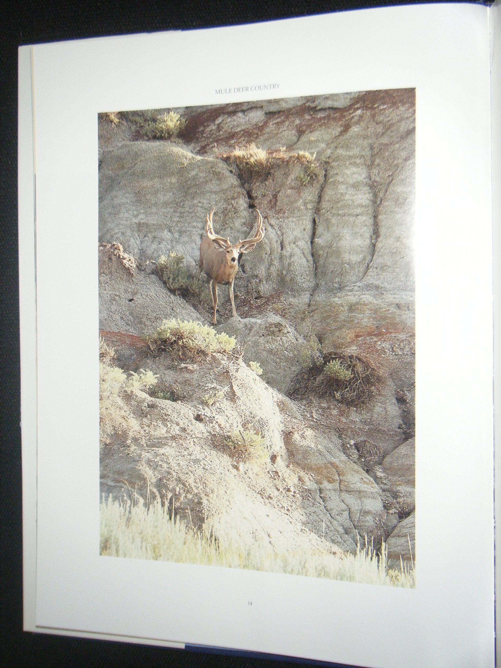 Mule Deer Country,Used