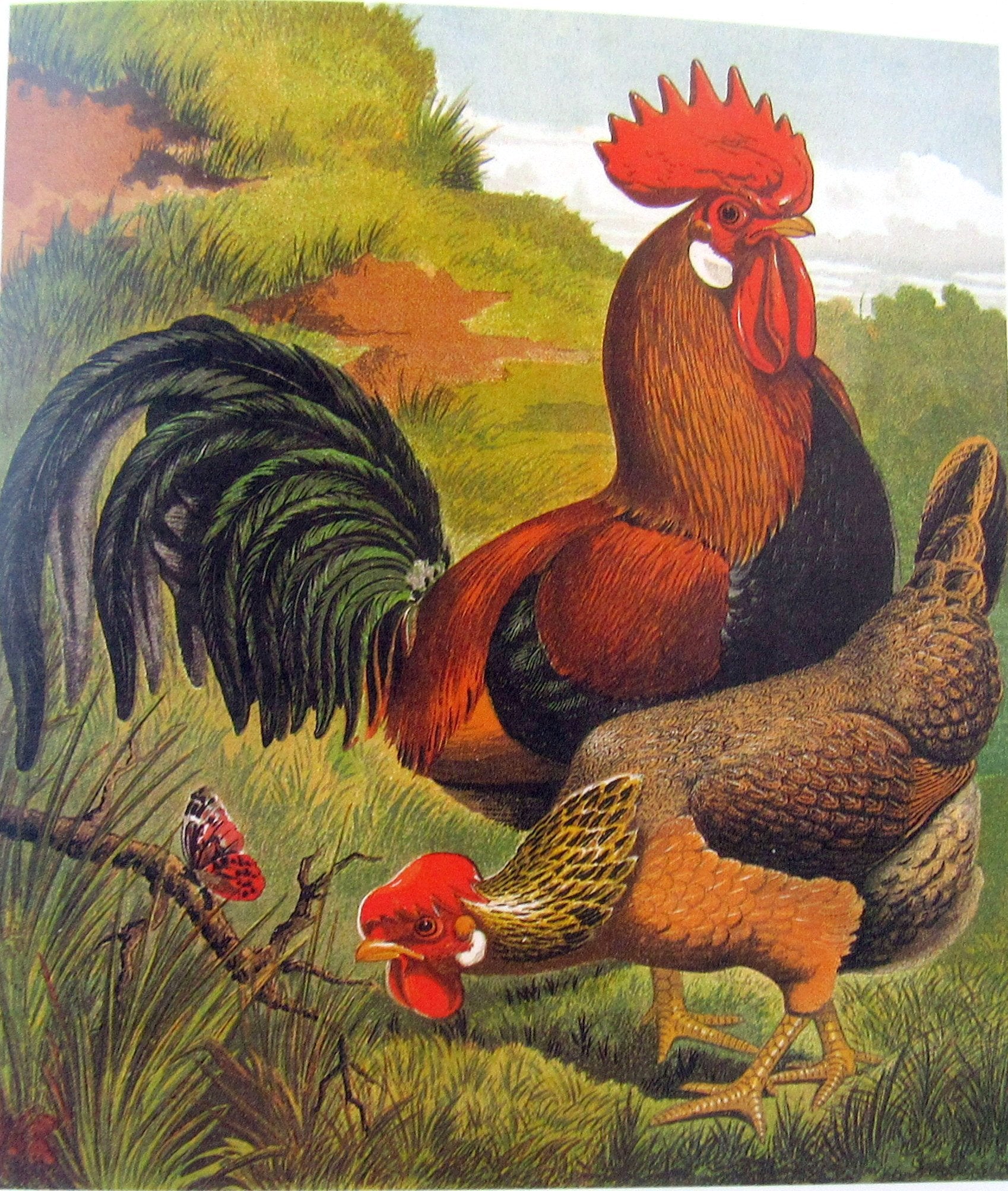 The Complete Chicken: An Entertaining History of Chickens,Used