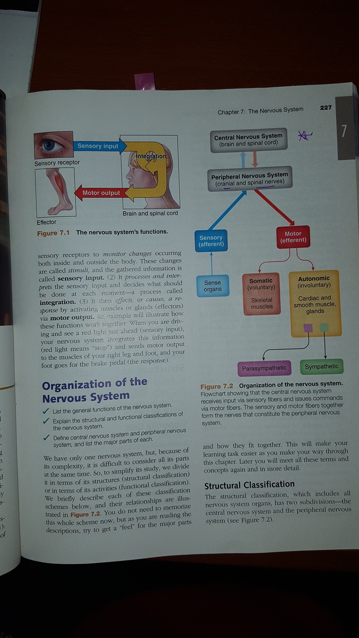 Essentials of Human Anatomy & Physiology (10th Edition),Used