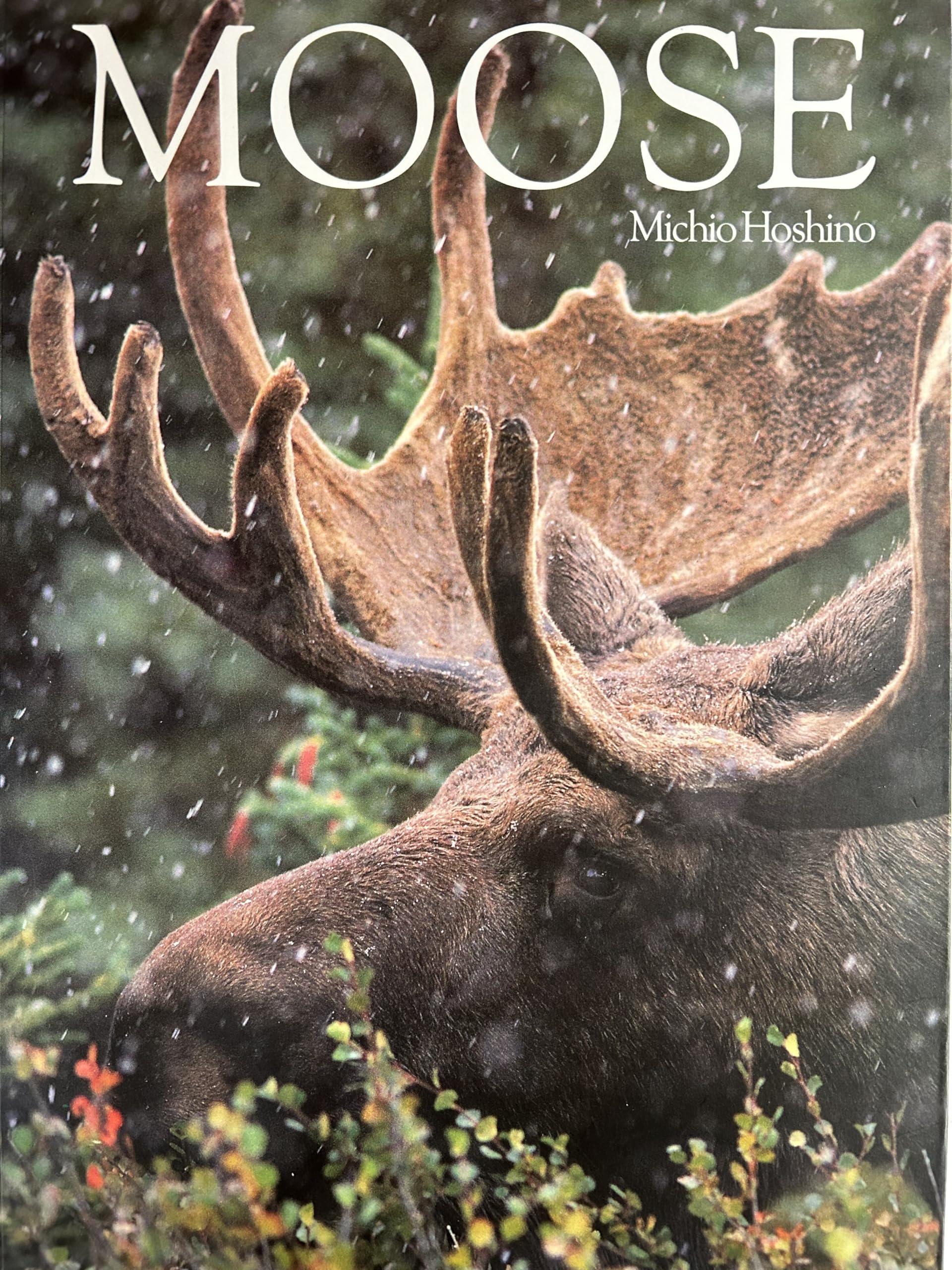 Moose (English and Japanese Edition),New