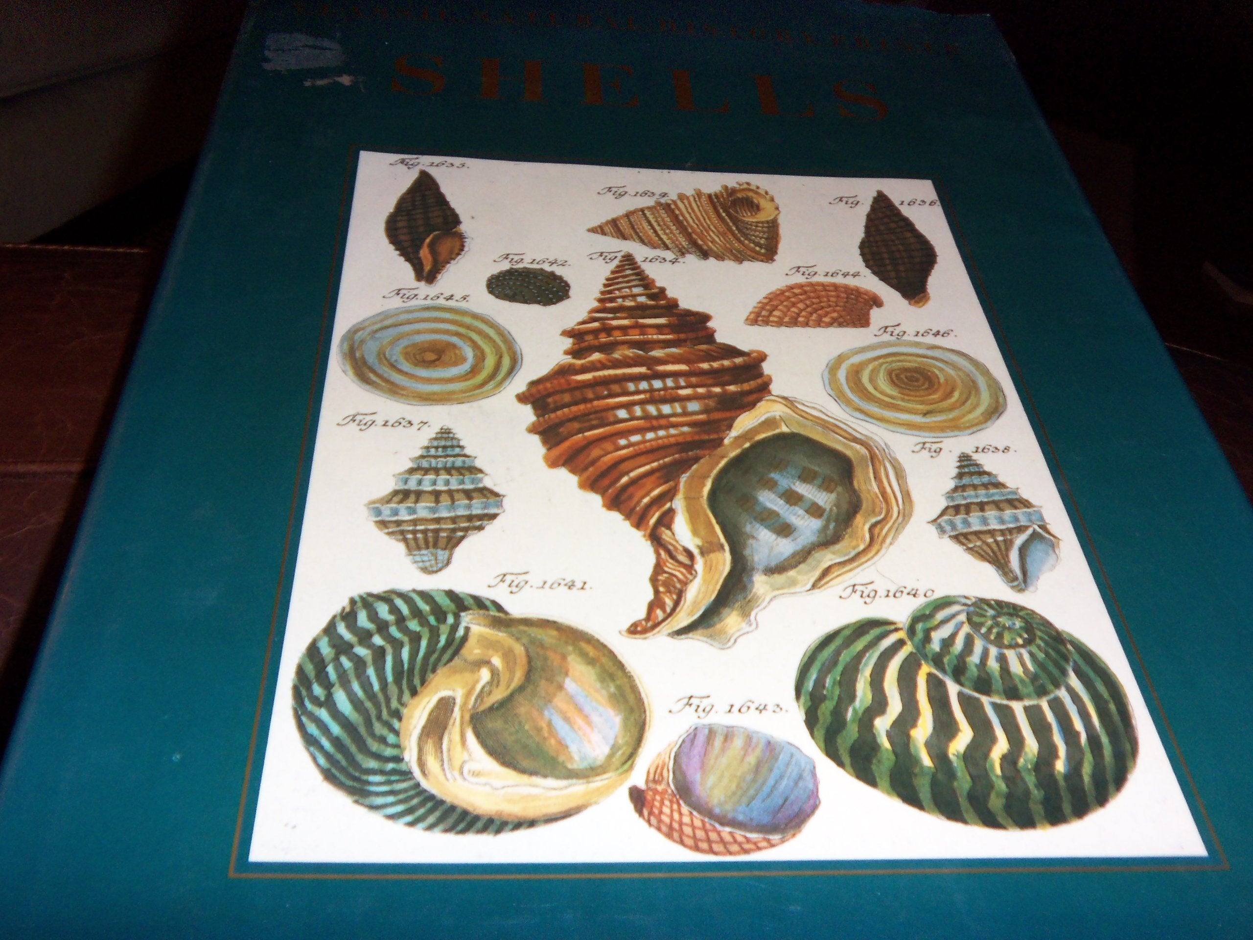 Shells  Classic Natural History Prints,Used