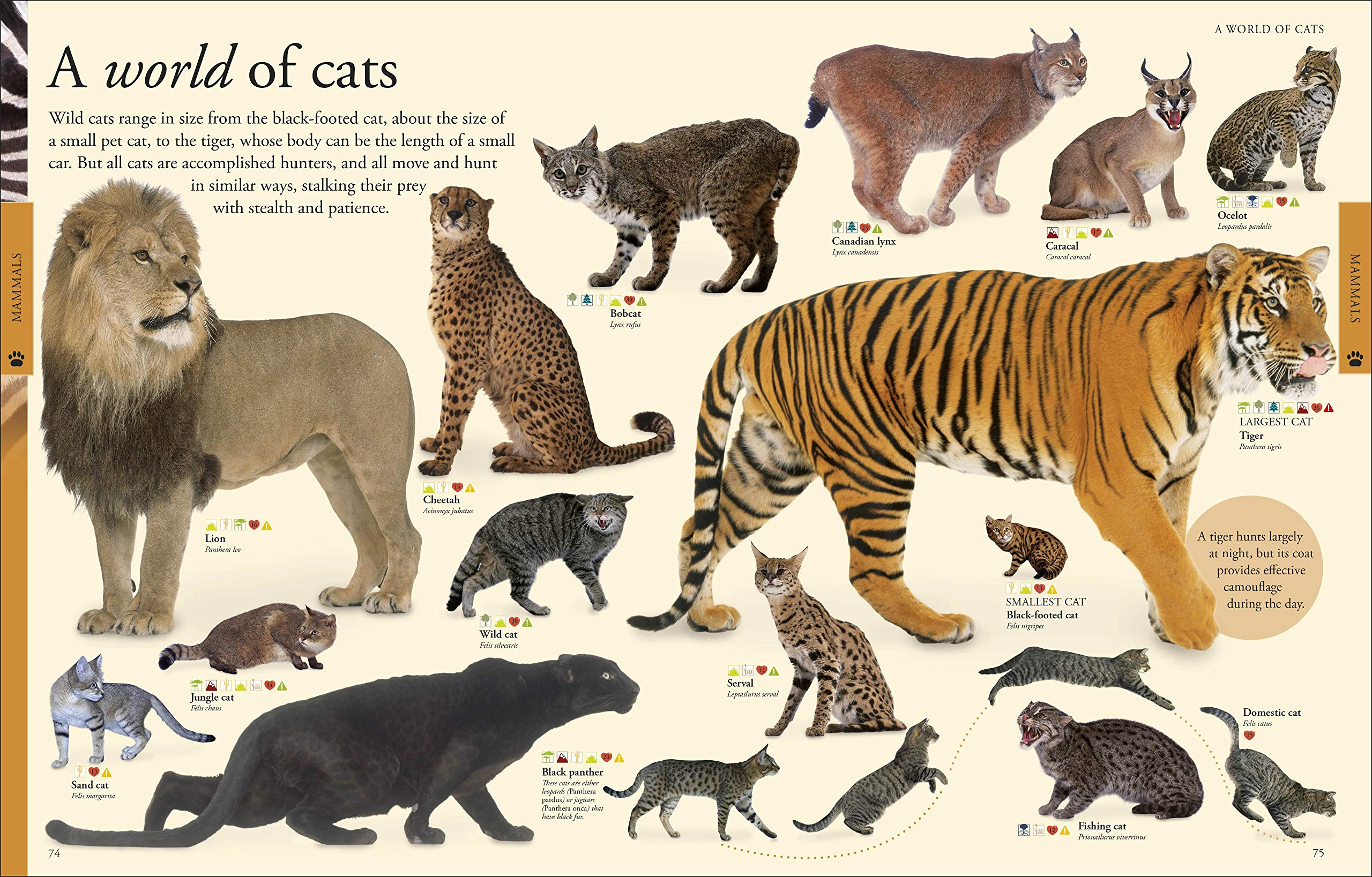 Animals: A Visual Encyclopedia (Second Edition) (Dk Children'S Visual Encyclopedias),Used