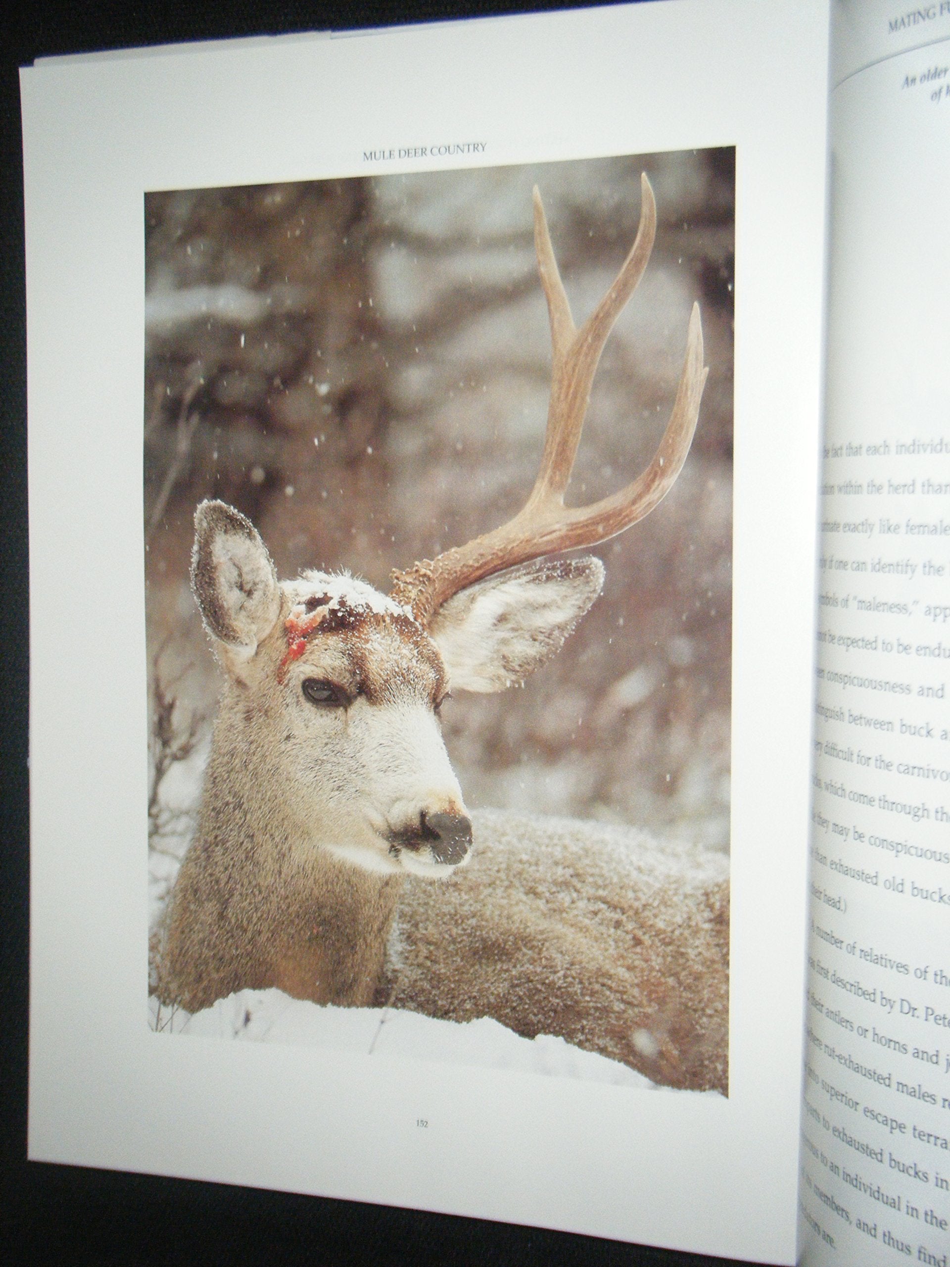 Mule Deer Country,Used