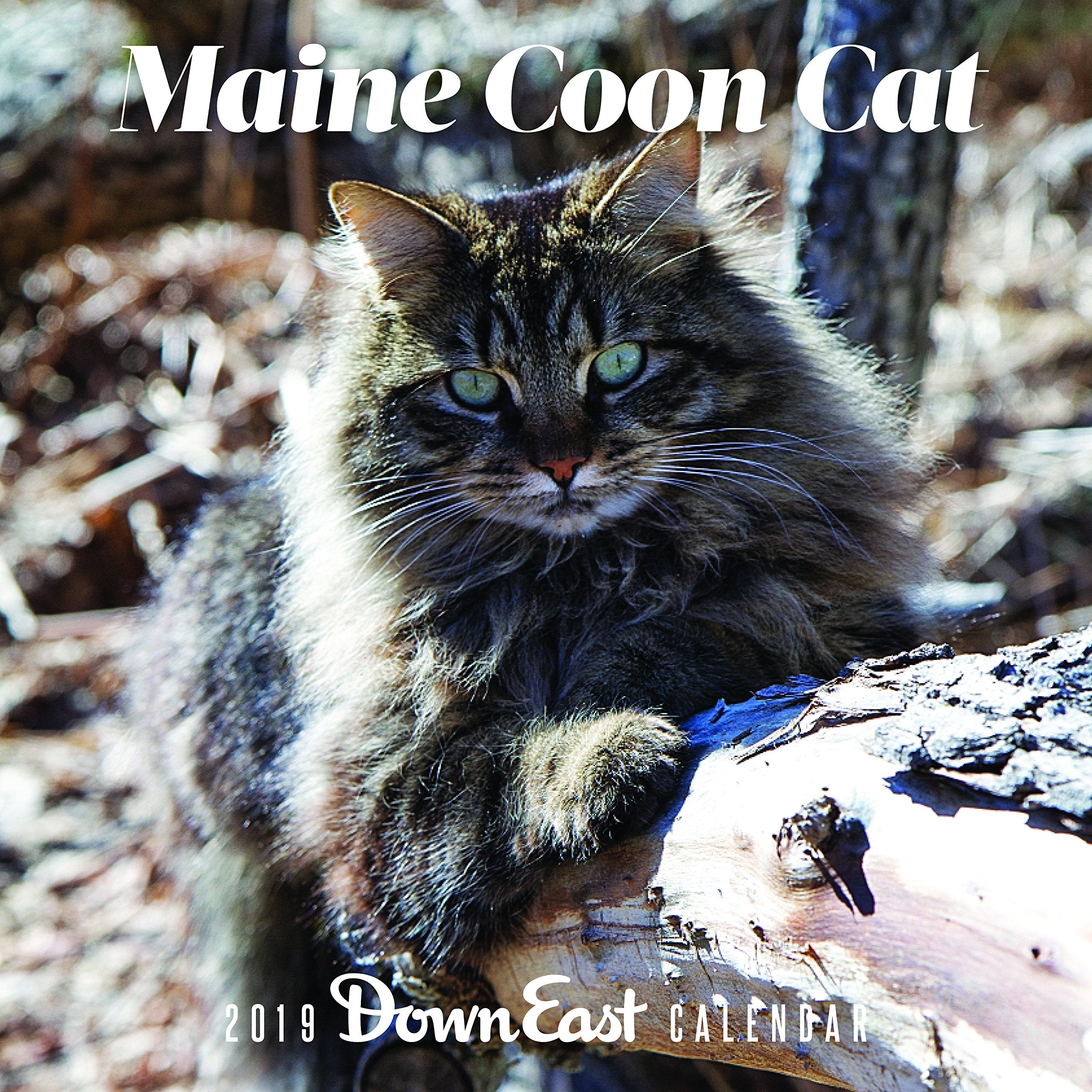 2019 Maine Coon Cat Wall Calendar,Used