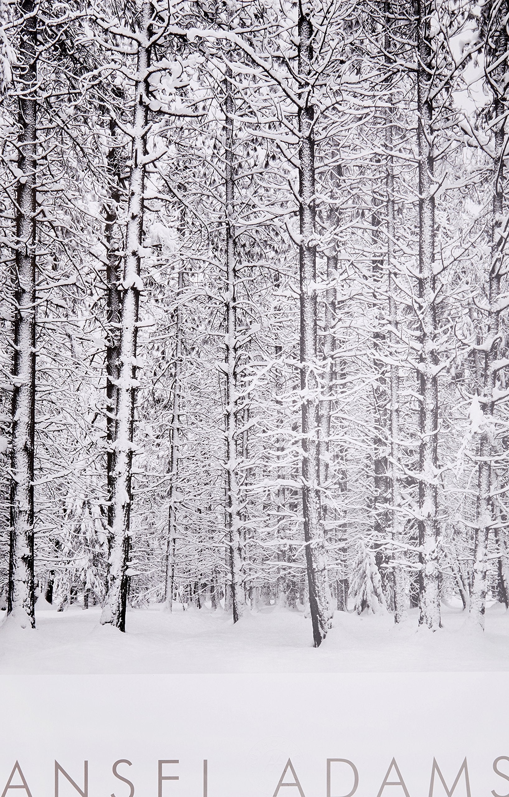 Pine Forest In Snow, Yosemite National Park, California, 1932