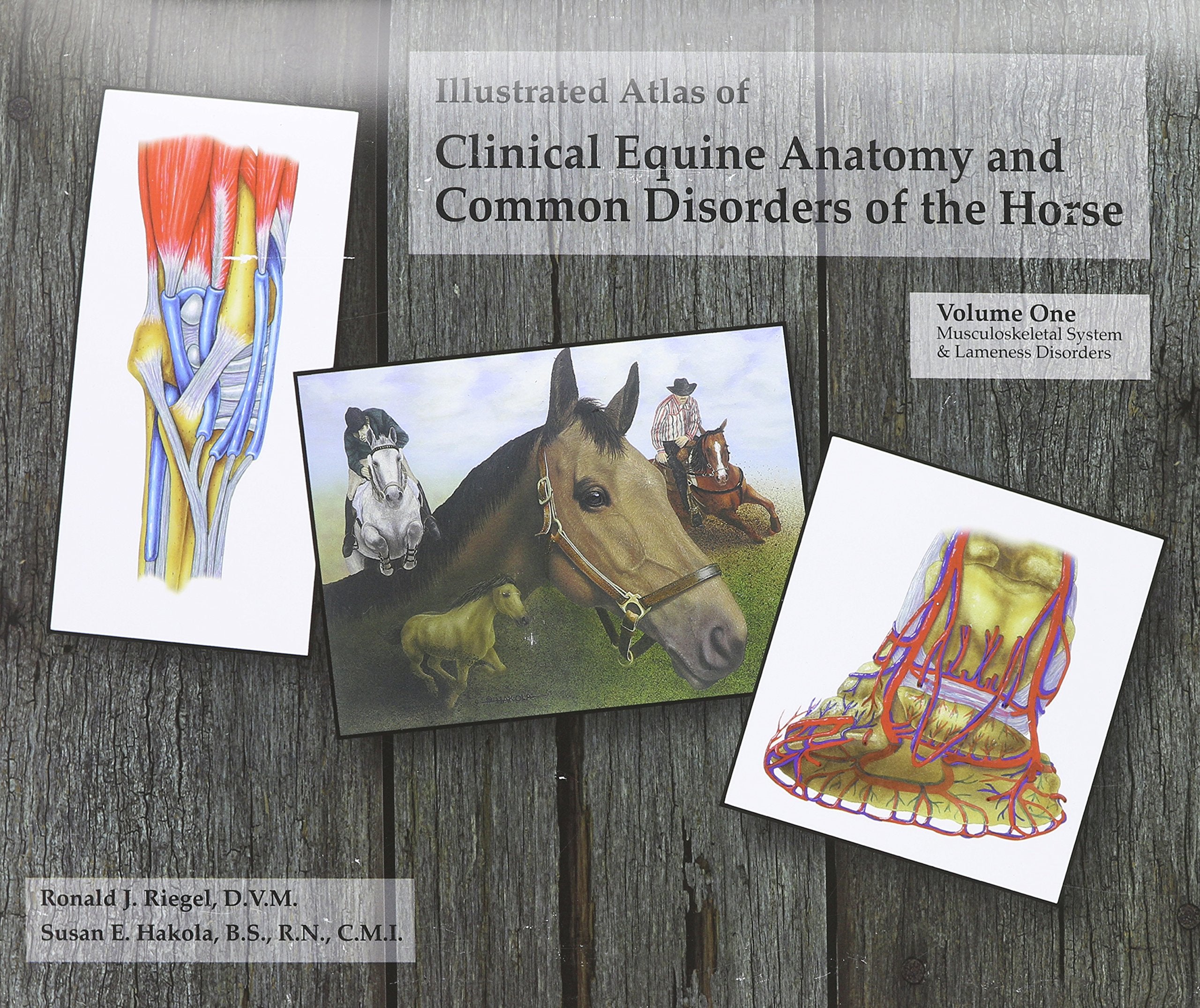 Illustrated Atlas Of Clinical Equine Anatomy And Common Disorders Of The Horse,New