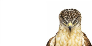 Bird,Used