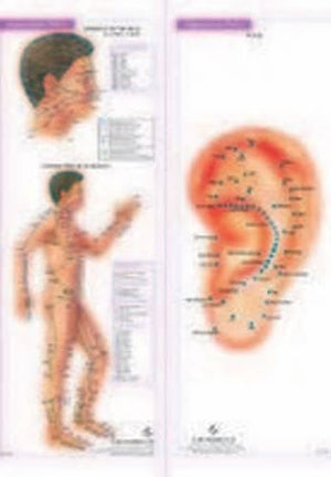 Set Of 4 Acupunture Charts