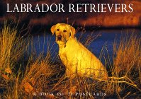 Labrador Retrievers,Used