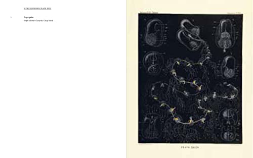 Art Forms from the Abyss: Ernst Haeckel's Images From The HMS Challenger Expedition,Used