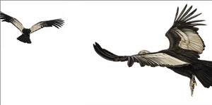 Bird,Used