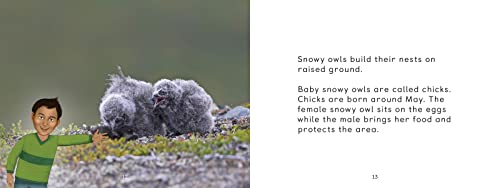 Uliaq's Amazing Animals: Snowy Owl: English Edition (Nunavummi Reading Series),Used