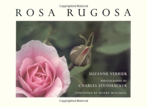 Rosa Rugosa,Used