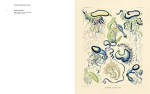 Art Forms from the Abyss: Ernst Haeckel's Images From The HMS Challenger Expedition,Used