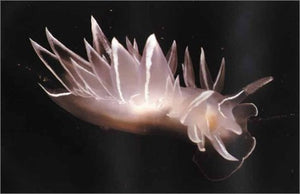 Eyes Into Secret Seas,Used