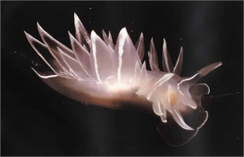 Eyes Into Secret Seas,Used