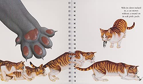 Cats (My First Discoveries),Used