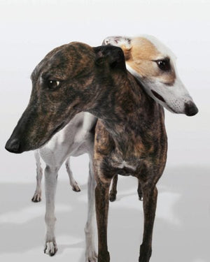 Greyhounds-Used