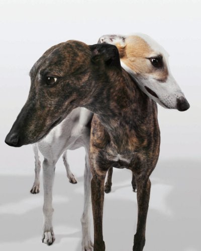 Greyhounds-Used