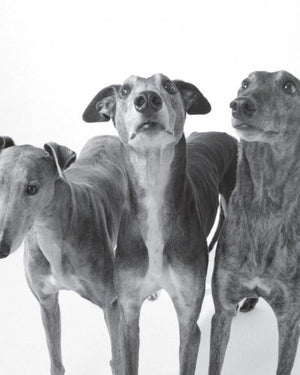 Greyhounds-Used