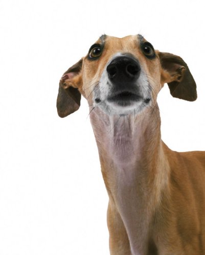 Greyhounds-Used
