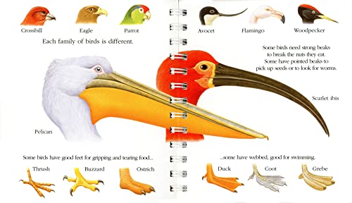 Birds (15) (My First Discoveries),Used