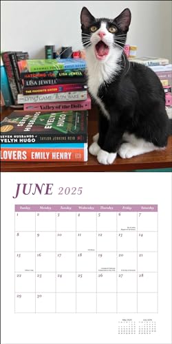 Cats & Books 2025 Wall Calendar,Used