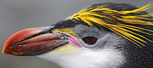 Southern Light: Images From Antarctica,Used