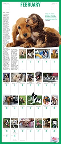 365 PuppiesAYear PictureADay Wall Calendar 2022: The Most Adorable, Irresistible Puppies.,Used