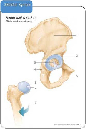 Anatomy & Physiology Flash Cards,Used