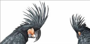 Bird,Used