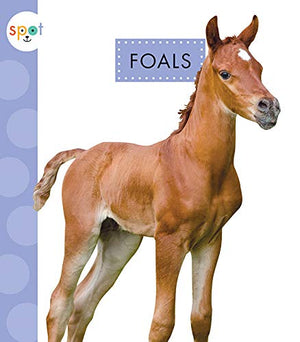 Foals (Spot Baby Farm Animals)