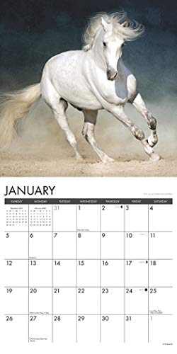 What Horses Teach Us 2020 Wall Calendar,New