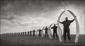Across the Ravaged Land,Used