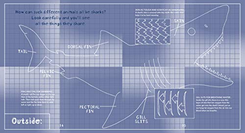 Surprising Sharks,Used