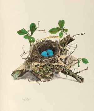America's Other Audubon,Used