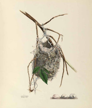 America's Other Audubon,Used