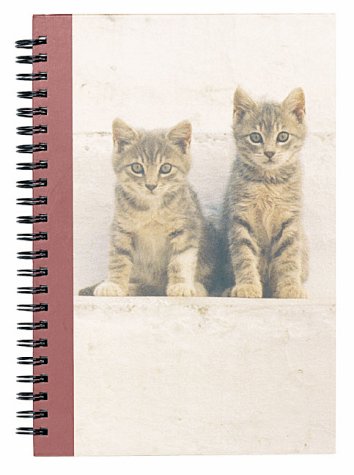 Kittens In The Sun Journal