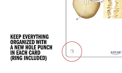 Anatomy Flashcards: 300 Flashcards with Anatomically Precise Drawings and Exhaustive Descriptions + 10 Customizable Bonus Cards