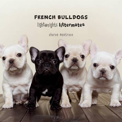 French Bulldogs: Lightweights Littermates,New