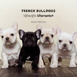 French Bulldogs: Lightweights Littermates,Used
