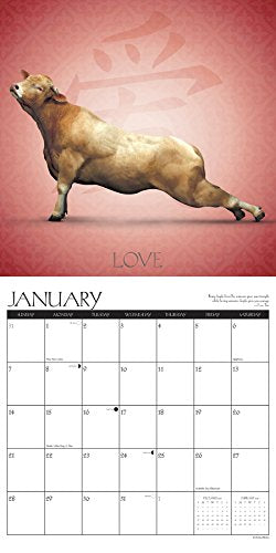 Cow Yoga 2018 Calendar,Used