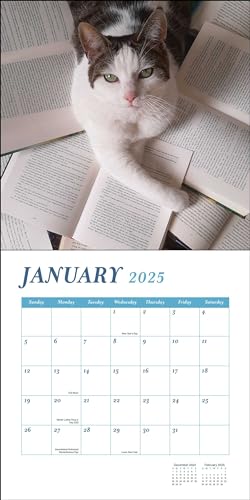 Cats & Books 2025 Wall Calendar,Used