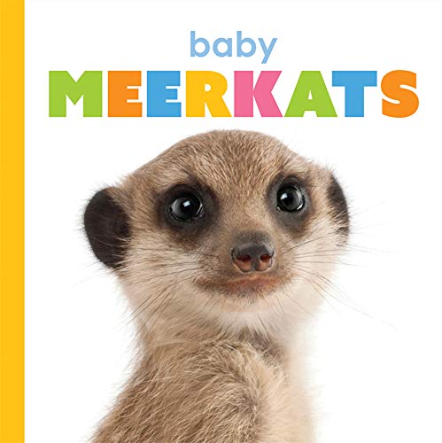Baby Meerkats (Starting Out)