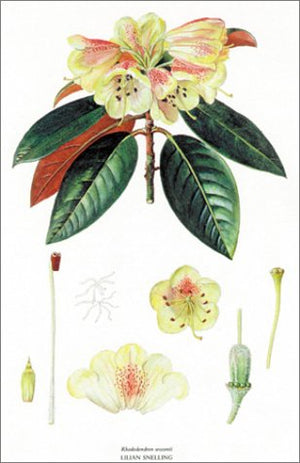 Illustrated Rhododendron: Their Classification Portrayed Through the Artwork of Curtis's Botanical Magazine,Used