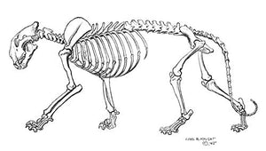 Animal Drawing: Anatomy And Action For Artists,New