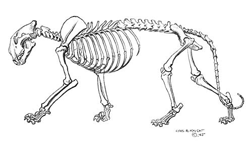 Animal Drawing: Anatomy And Action For Artists,New