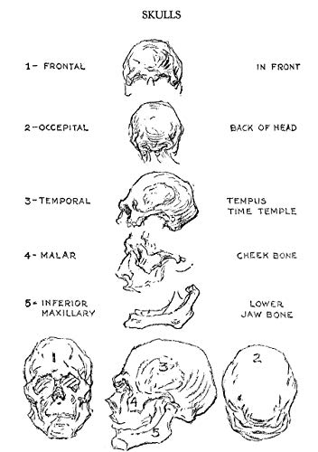 The Human Machine (Dover Anatomy for Artists),Used