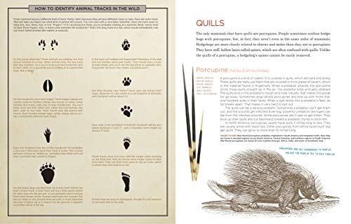 Cabinet Of Curiosities: Collecting And Understanding The Wonders Of The Natural World
